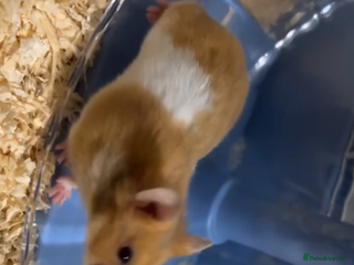 Hamster rodents syrian hamster - Advert 1