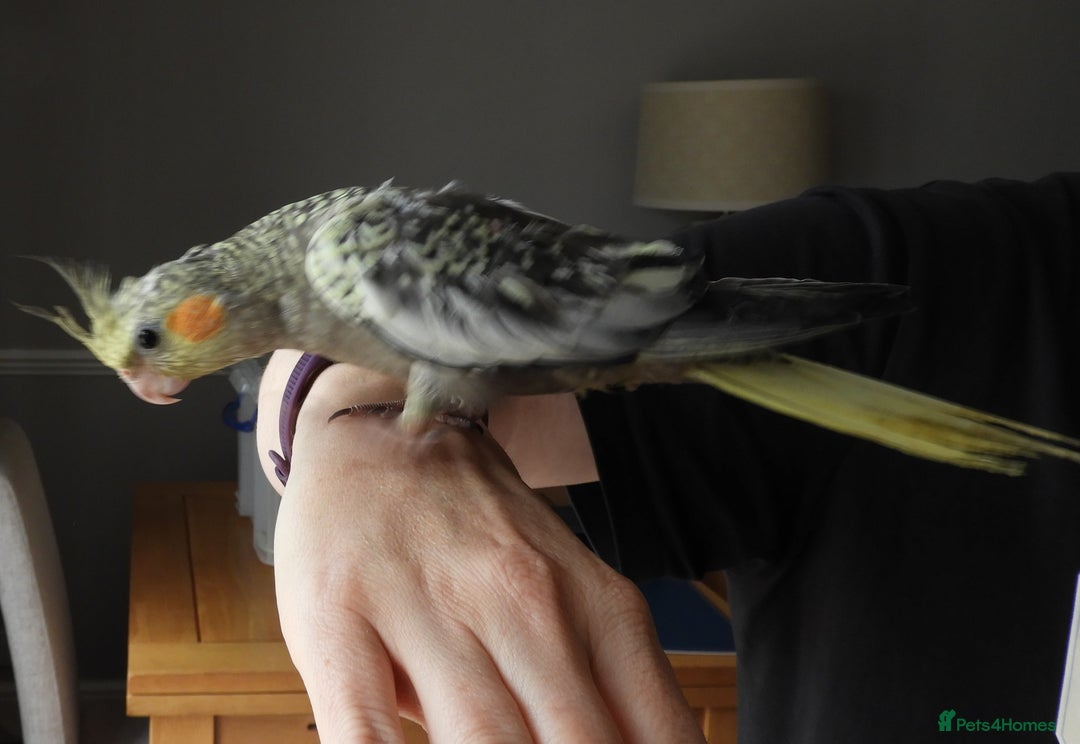 Cockatiels birds for sale: HAND REARED COCKATIELS , - Image 4