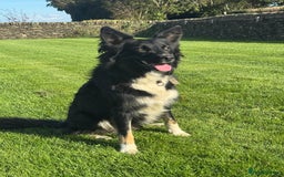 Border Collie dogs for sale: Superb litter of purebred Border Collie puppies  - Image 29