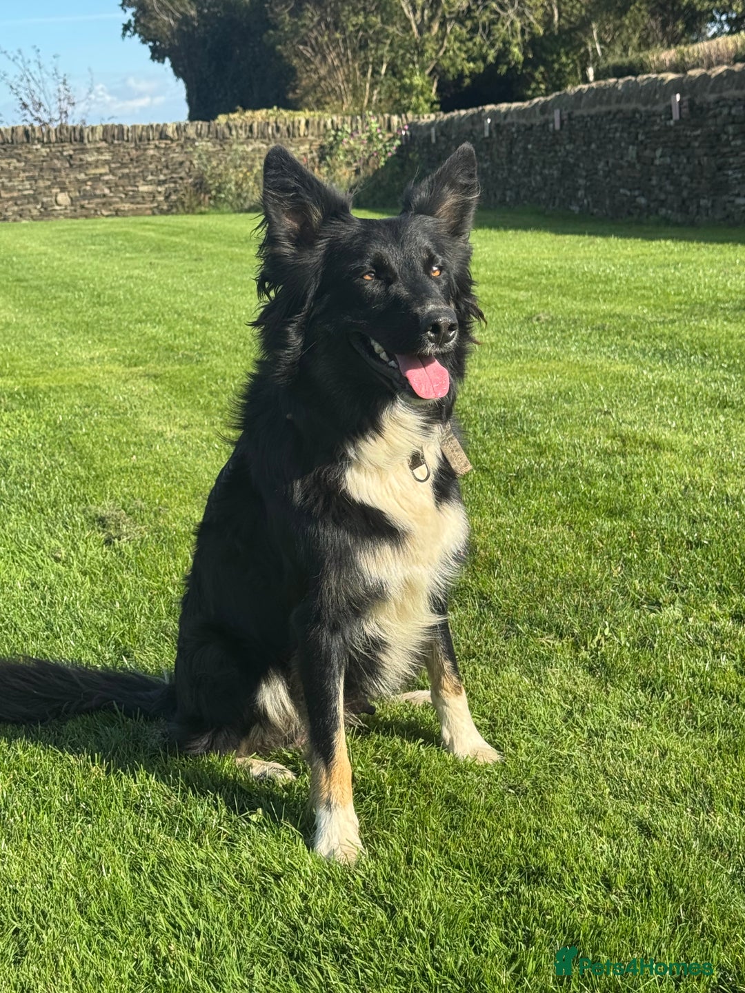 Border Collie dogs for sale: Superb litter of purebred Border Collie puppies  - Image 29