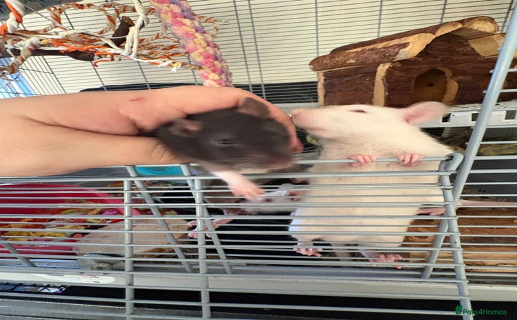 Rat rodents Fancy Siamese rats  - Advert 2