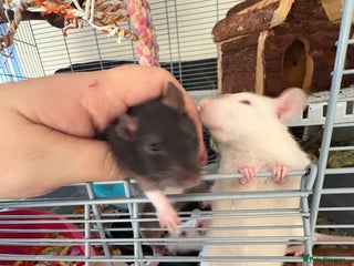 Rat rodents Fancy Siamese rats - Advert 2