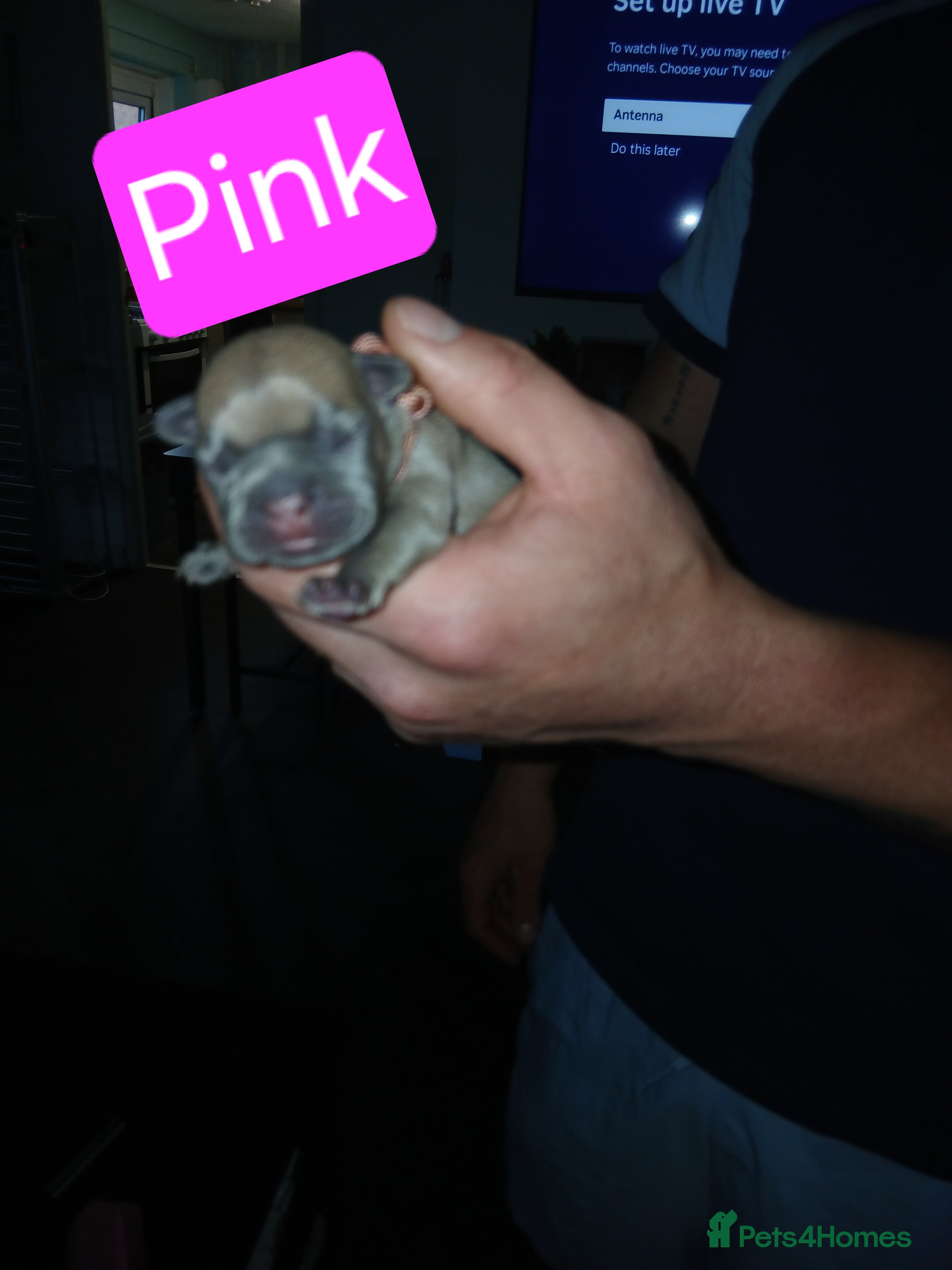French Bulldog dogs for sale: French bulldog puppies payment plans available  - Advert 2