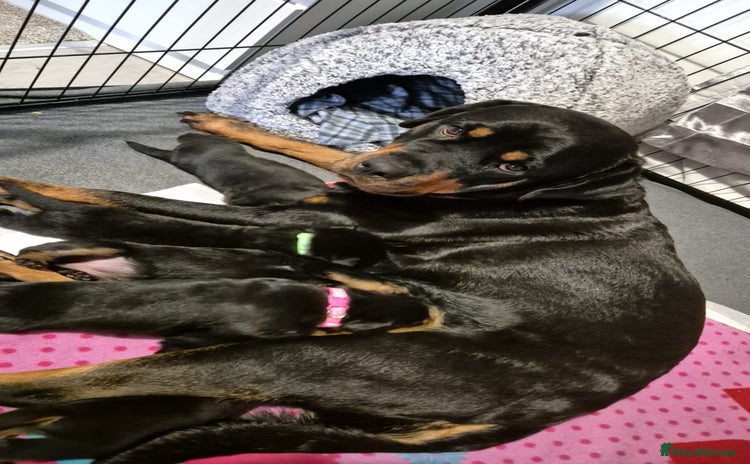 Rottweiler dogs 4 beautiful rottweiler puppies - Advert 3