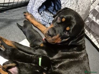 Rottweiler dogs 4 beautiful rottweiler puppies - Advert 1