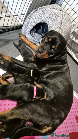 Rottweiler dogs 4 beautiful rottweiler puppies - Advert 1