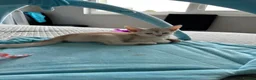 Abyssinian cats for sale: Silver Abyssinian kittens  - Advert 18