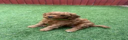 Cavapoo dogs for sale: F1b Cavapoo Puppies - Advert 14