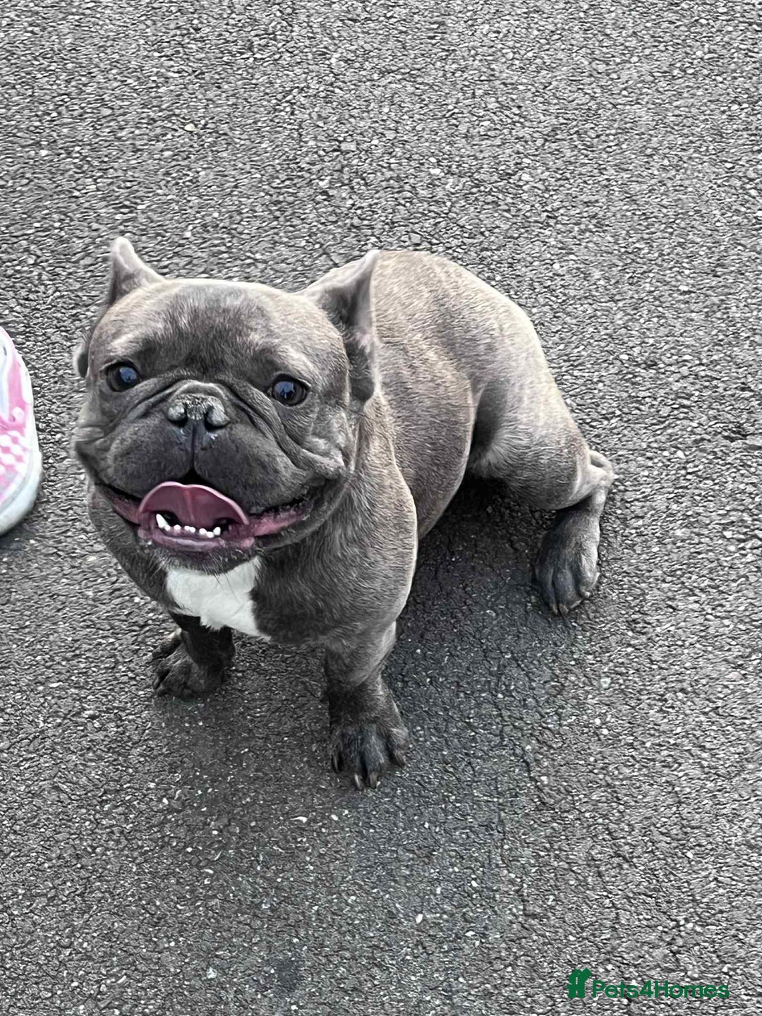 French Bulldog dogs for sale: 17 month Male French bulldog  - Image 5