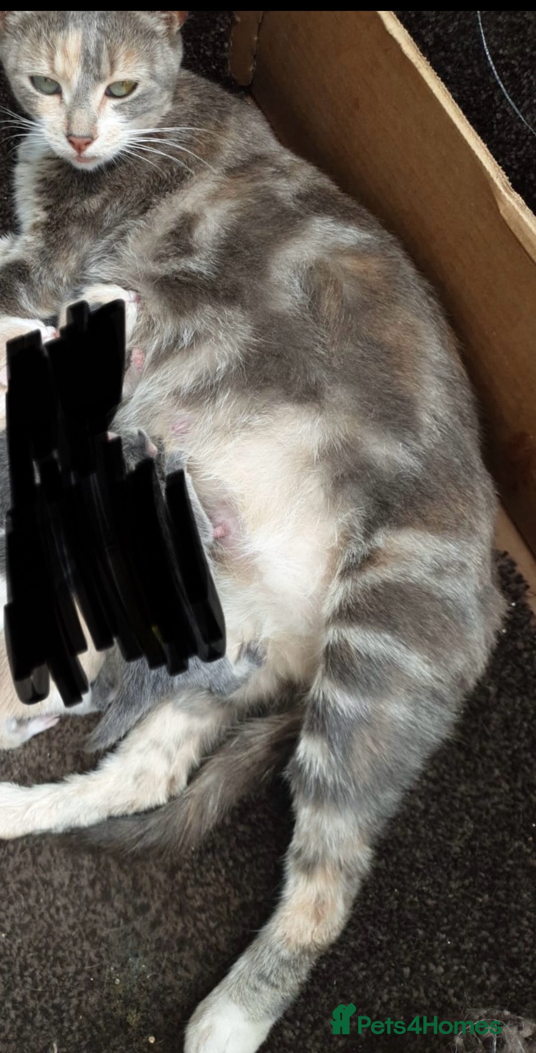 Mixed Breed cats for sale: kittens for sale  in Blackburn - Image 1