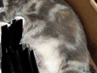 Mixed Breed cats in Blackburn - Advert 30