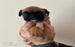 Boxer dogs for sale: 9 Beautiful Boxer Pups - Available from 22/12/2025 - Advert 15