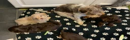 Schnoodle dogs for sale: GORGEOUS SCHNOODLES  - Advert 16