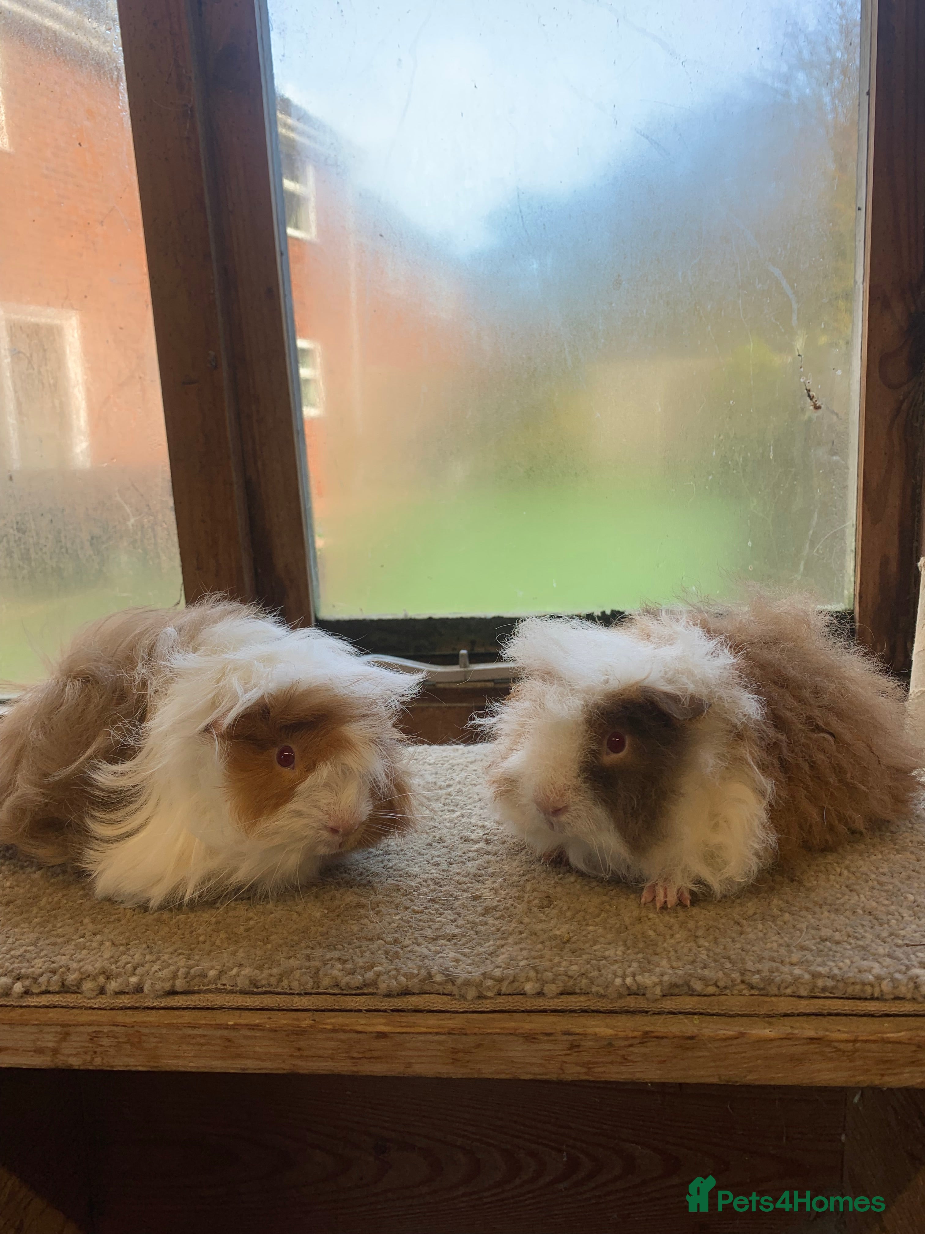 Guinea Pig rodents Baby Alpaca and Peruvian Guinea Pig Boars  - Advert 1