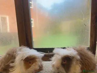 Guinea Pig rodents Baby Alpaca and Peruvian Guinea Pig Boars - Advert 1