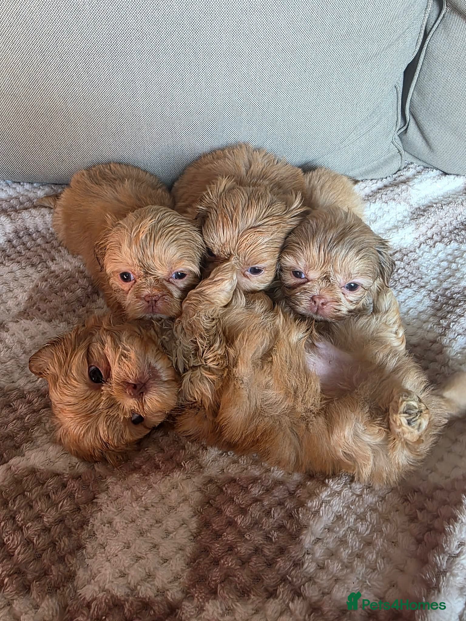Shih Tzu dogs Imperial Shih Tzu Puppies - Advert 7