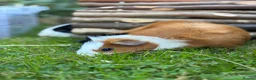 Guinea Pig rodents for sale: Guinea pig boarding in Herne bay - Advert 3