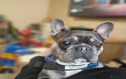 French Bulldog dogs for stud: Beautiful Stud - Image 4