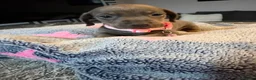 Dachshund dogs for sale: 9 beautiful babies looking for loving homes  - Advert 10