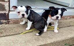 Boston Terrier dogs for sale: 9 BEAUTIFUL BOSTON TERRIER PUPPIES (2 GIRLS LEFT) - Image 14