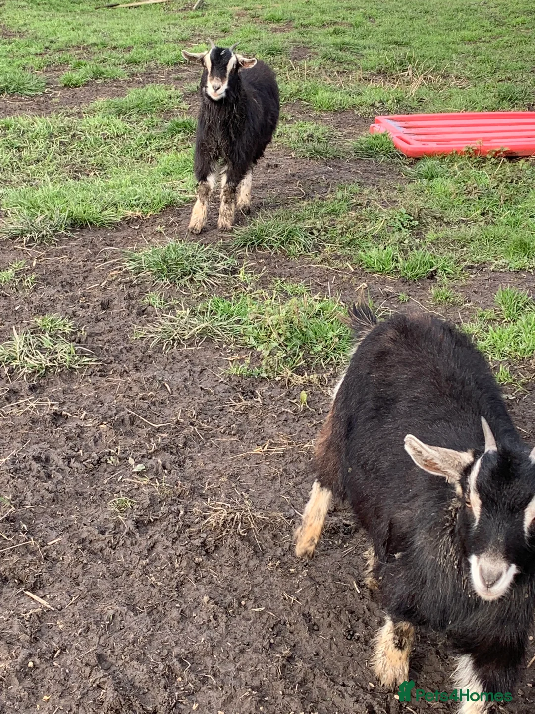 Goats livestock for sale: 2 female Pygmy goats  - Advert 3