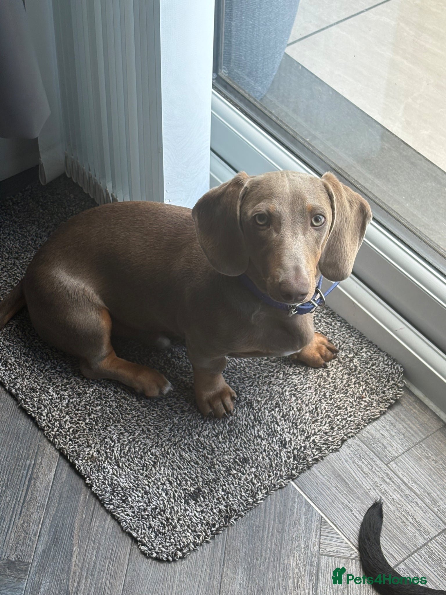 Miniature Dachshund dogs Beautiful boy  - Advert 5