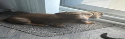 Miniature Dachshund dogs for sale: Beautiful boy  - Advert 1