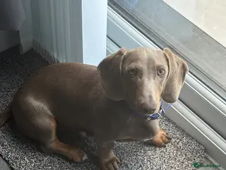 Miniature Dachshund dogs Beautiful boy - Advert 5