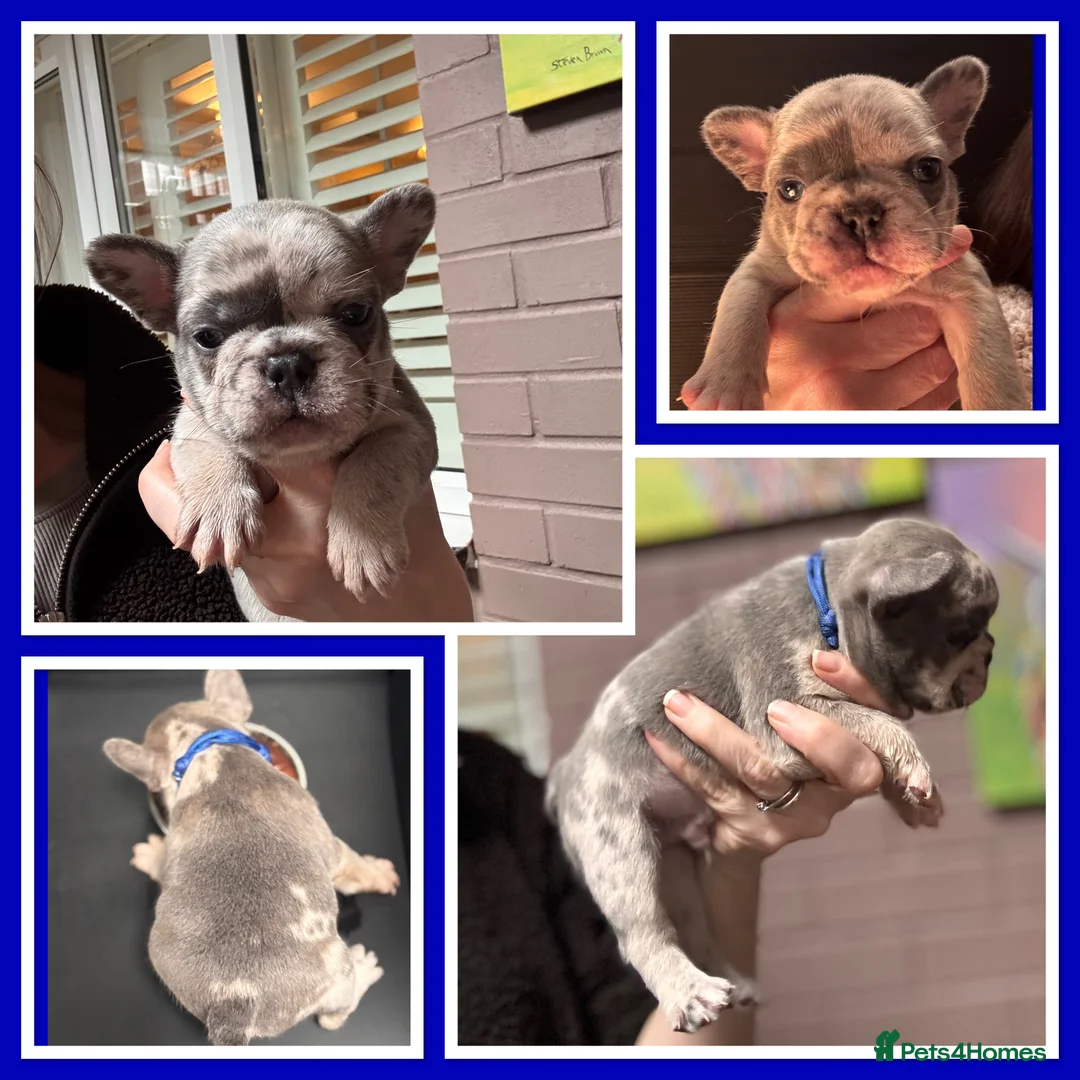 French Bulldog dogs for sale: Beautiful Frenchie Babies Seeking Forever Families - Advert 7