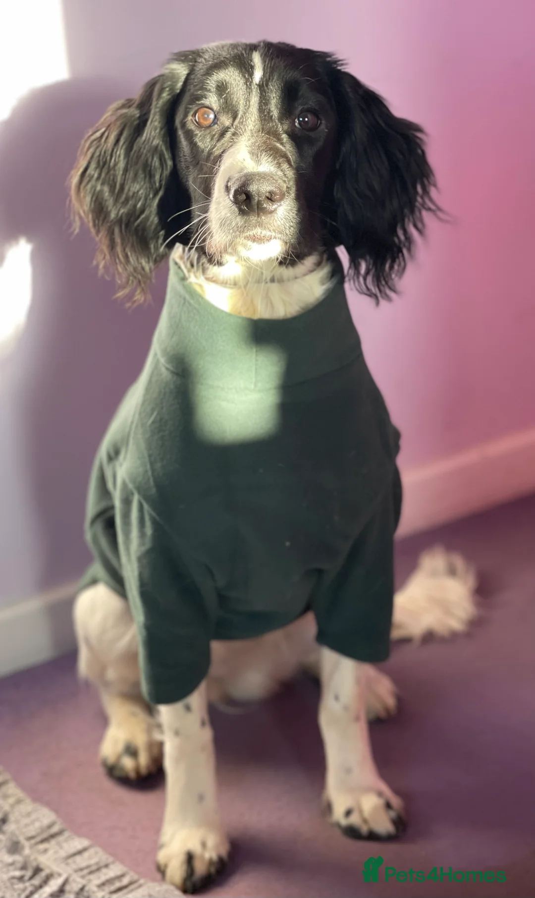 English Springer Spaniel dogs for sale: Gorgeous Working Springer Spaniel Pups! - Advert 21