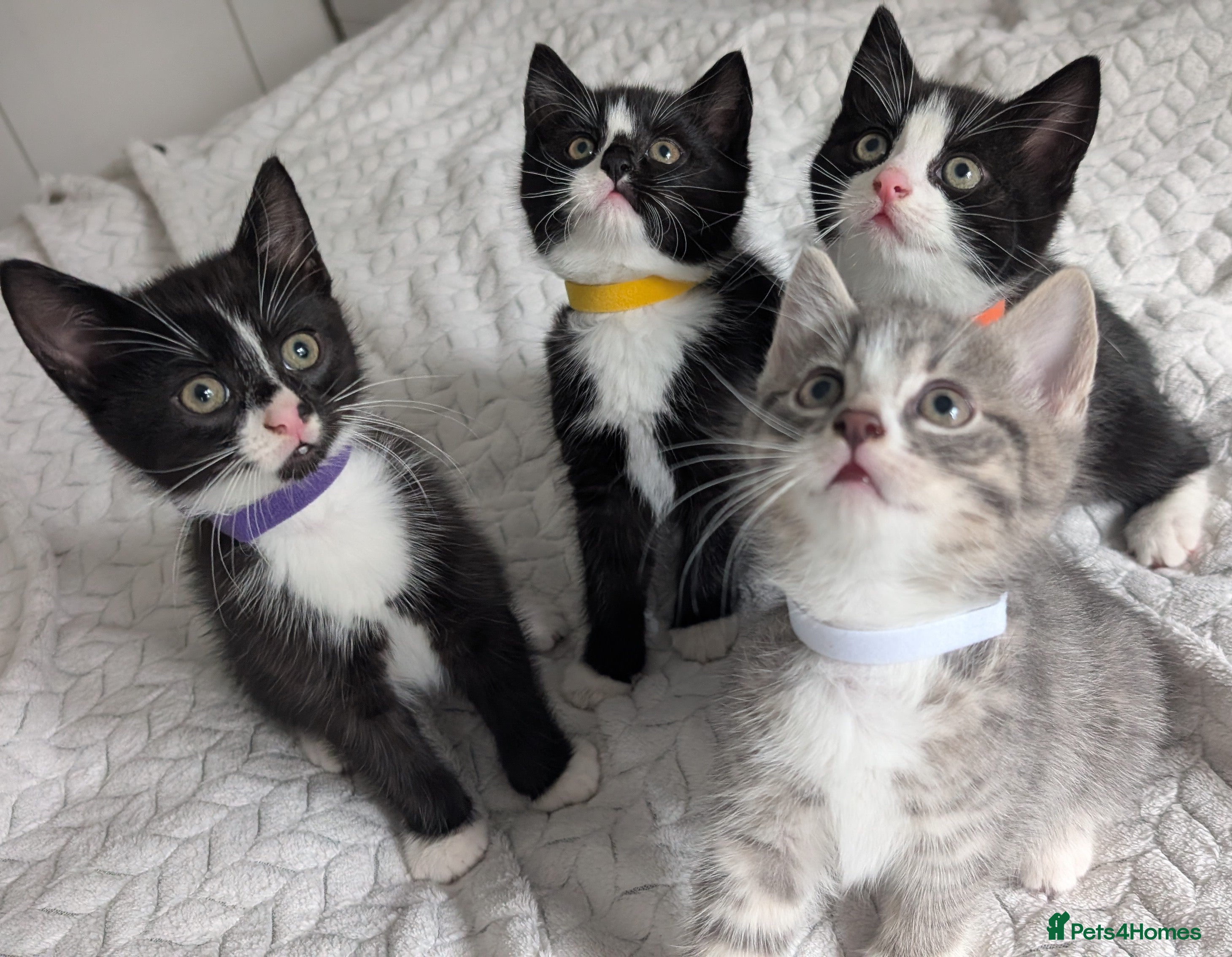 Mixed Breed cats Adorable Kittens Looking for Loving Homes! 🐾 - Advert 3