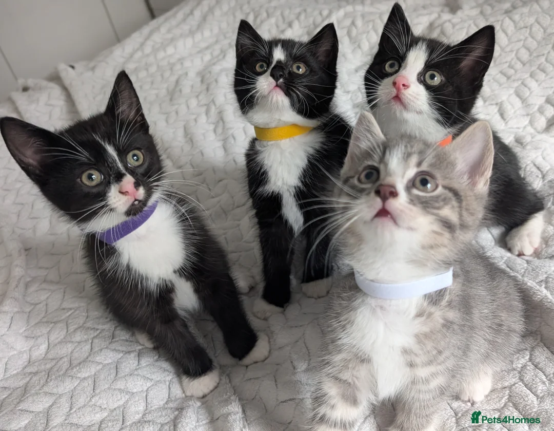 Mixed Breed cats for sale: Adorable Kittens Looking for Loving Homes! 🐾 - Advert 1