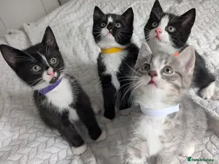 Mixed Breed cats Adorable Kittens Looking for Loving Homes! 🐾 - Advert 3