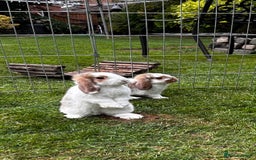 Mini Lop rabbits for sale: mini lops  - Image 7