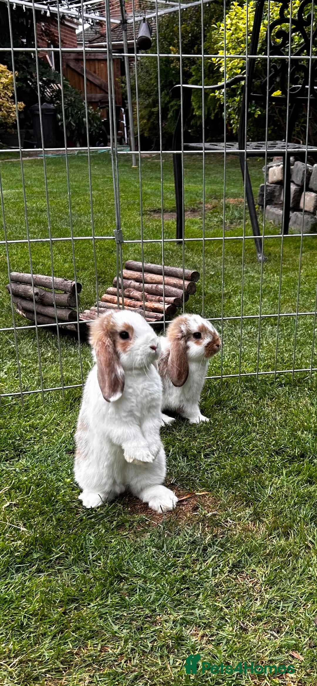 Mini Lop rabbits for sale: mini lops  - Image 7