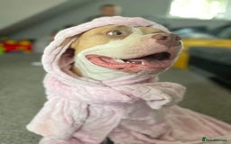 Mixed Breed dogs for sale: Very small bully looking for forever home - Image 1