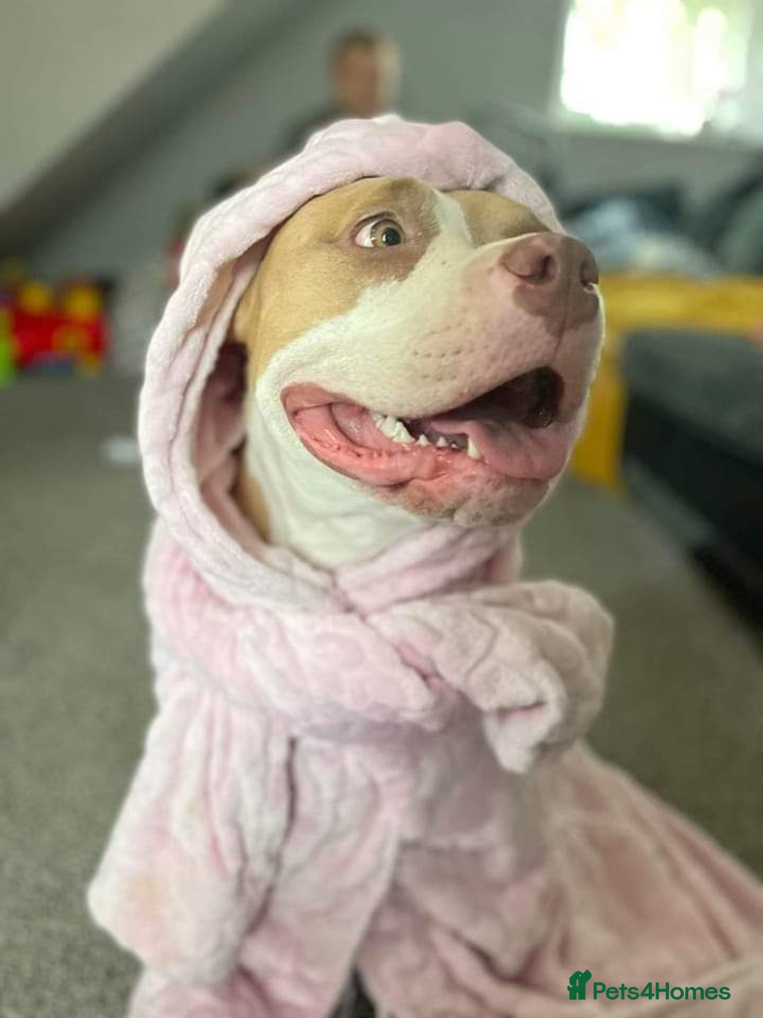 Mixed Breed dogs for sale: Very small bully looking for forever home - Image 1