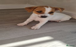 Jack Russell dogs for sale: 2 full jack russells boys - Image 3