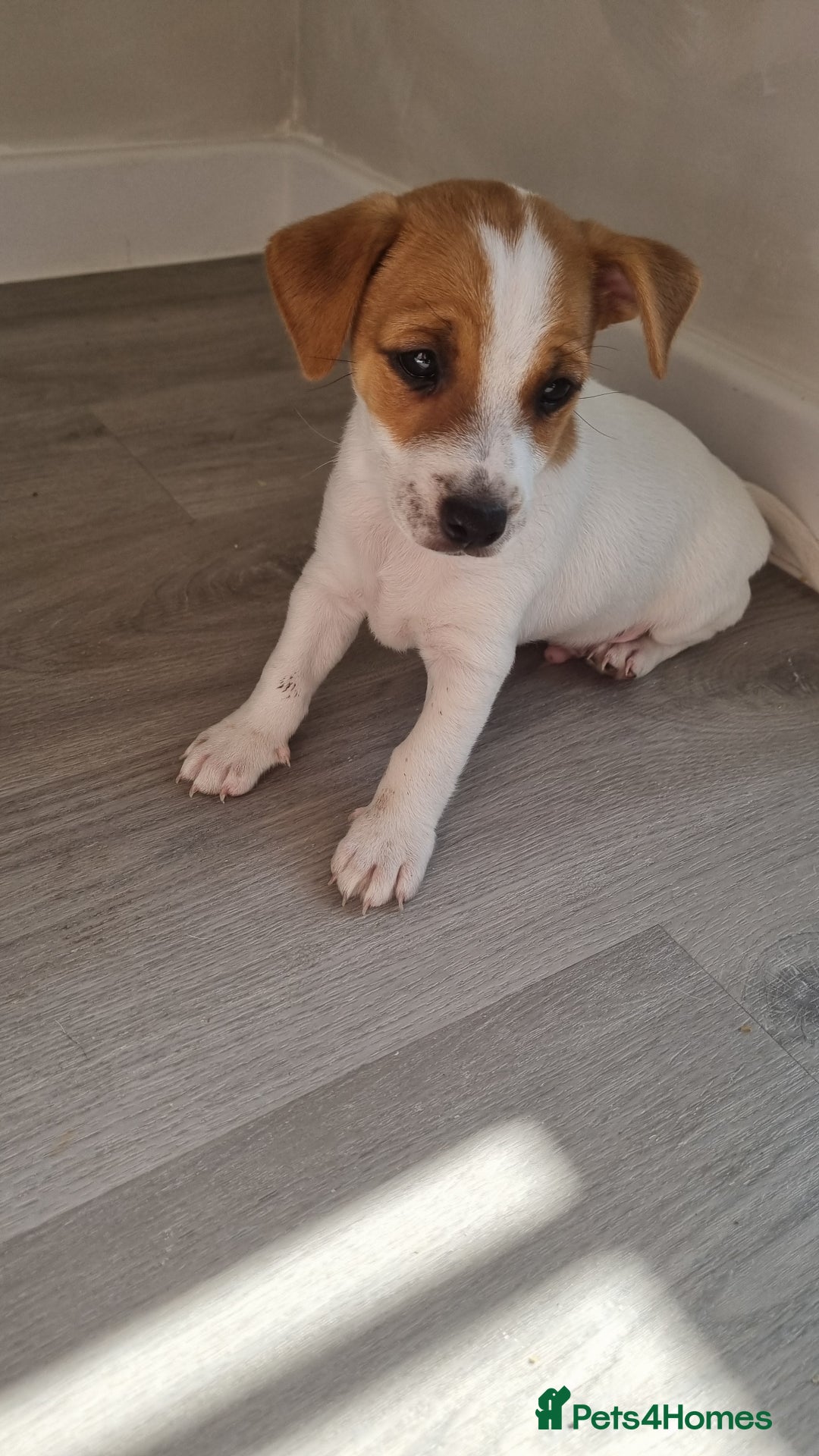 Jack Russell dogs for sale: 2 full jack russells boys - Image 3
