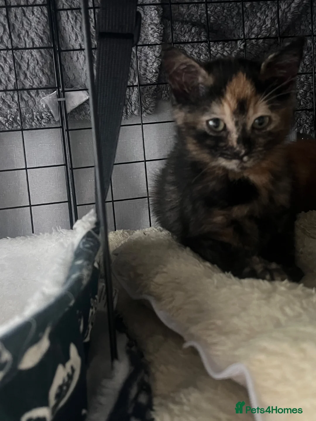 Domestic Shorthair cats for sale: Tabby x kittens - Advert 9