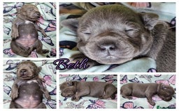 Staffordshire Bull Terrier dogs for sale: Are You Ready To Meet Your New Bestfriend? 🐾 - Image 1