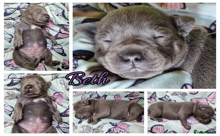 Staffordshire Bull Terrier dogs - Advert 4