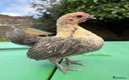 Chickens poultry for sale: Serama chicks for sale  - Image 3