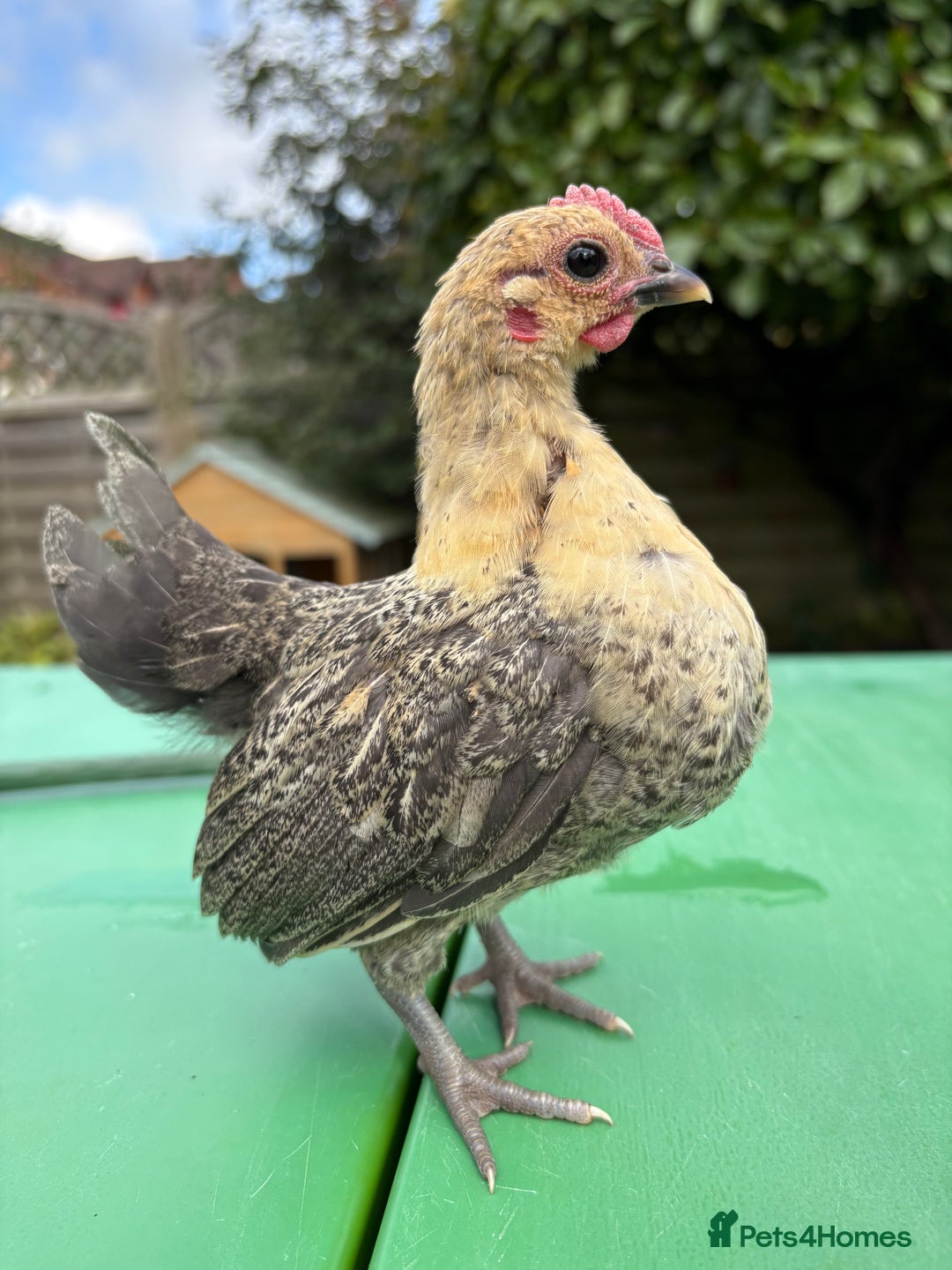 Chickens poultry for sale: Serama chicks for sale  - Image 3