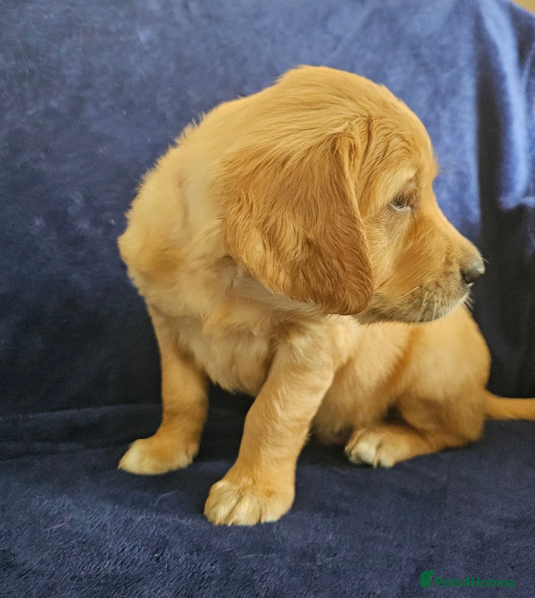 Golden Retriever dogs for sale: 2 Boys 2 Girls KC Reg. Golden Retriever Puppies - Image 18