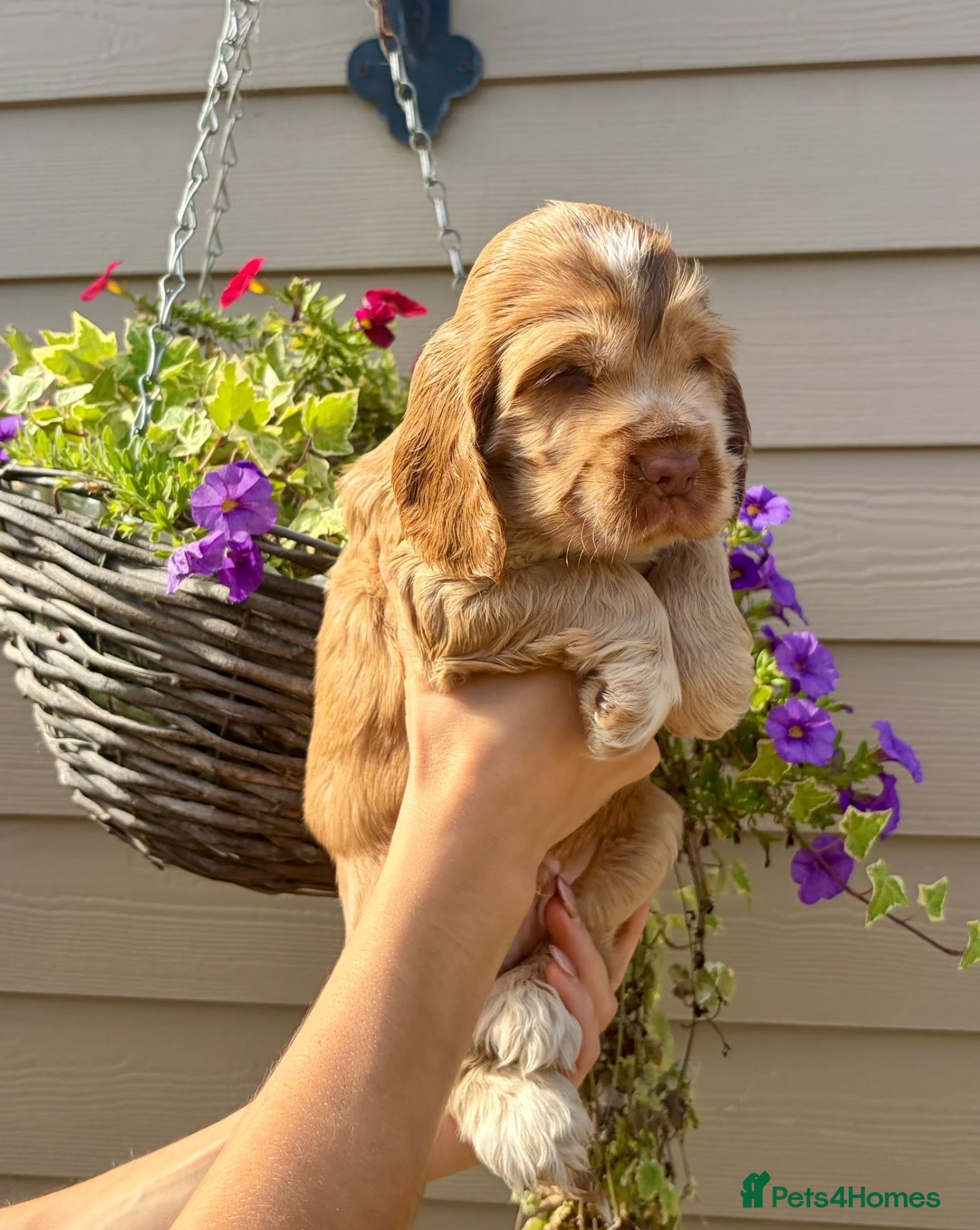 Cocker Spaniel dogs for sale: Champion Bloodlines Show Type Cocker Spaniels - Advert 1