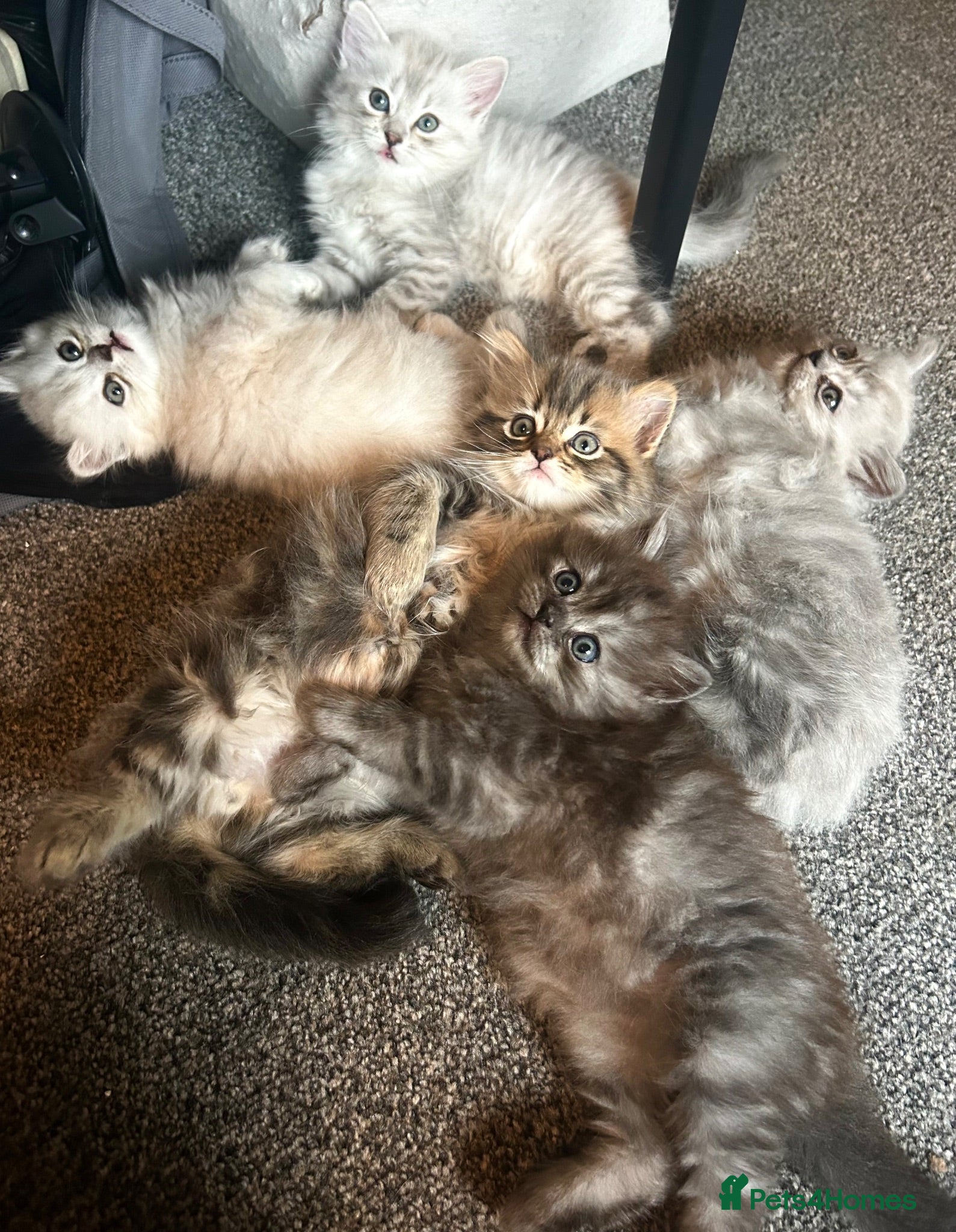 Persian cats 7-Persian kittens for sale 🩶🩵 males & Females - Advert 2