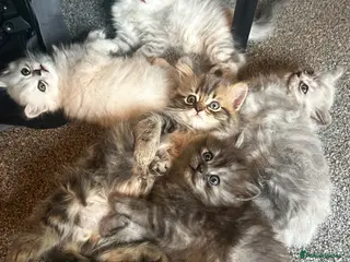 Persian cats 7-Persian kittens for sale 🩶🩵 males & Females - Advert 2
