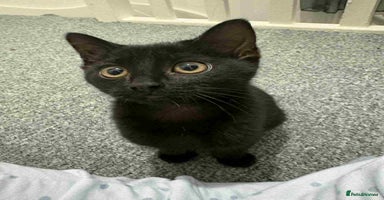 Domestic Shorthair cats - Advert 10