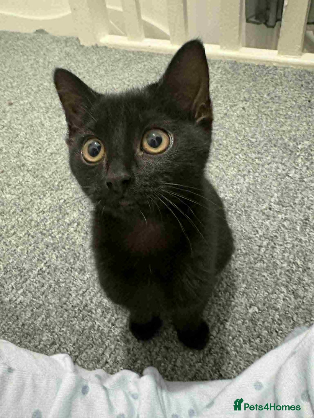 Domestic Shorthair cats for sale: Black Domestic Shorthair - Image 2